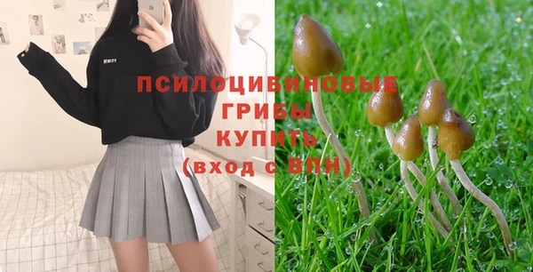ПСИЛОЦИБИНОВЫЕ ГРИБЫ Горно-Алтайск
